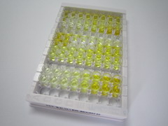 乳酸脱氢酶C(LDHC)检测试剂盒(酶联免疫吸附试验法)