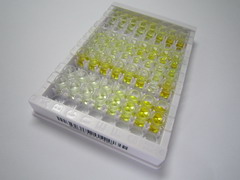 母系蛋白2(MATN2)检测试剂盒(酶联免疫吸附试验法)