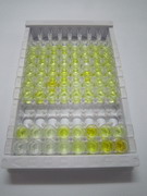 弹性蛋白酶3B(ELA3B)检测试剂盒(酶联免疫吸附试验法)