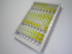 蛋白酪氨酸激酶6(PTK6)检测试剂盒(酶联免疫吸附试验法)