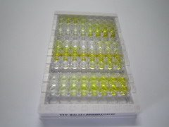 Ras同源基因家族成员A(RHOA)检测试剂盒(酶联免疫吸附试验法)