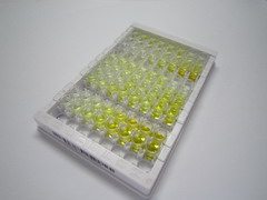 兴奋性氨基酸转运蛋白2(EAAT2)检测试剂盒(酶联免疫吸附试验法)