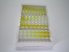 溶质载体家族3成员2(SLC3A2)检测试剂盒(酶联免疫吸附试验法)