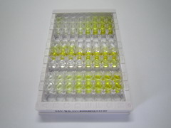 钠钾氯协同转运蛋白2(NKCC2)检测试剂盒(酶联免疫吸附试验法)