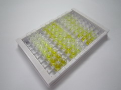 高亲和力胆碱转运蛋白(ChT)检测试剂盒(酶联免疫吸附试验法)