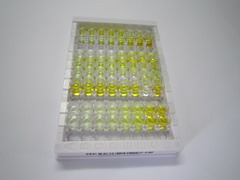 钠/氢交换因子1(NHE1)检测试剂盒(酶联免疫吸附试验法)