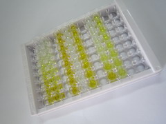 L-型氨基酸转运蛋白1(y+LAT1)检测试剂盒(酶联免疫吸附试验法)