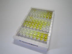 二价金属转运蛋白1(DMT1)检测试剂盒(酶联免疫吸附试验法)