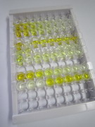 B-细胞淋巴瘤因子2样蛋白(Bcl2L)检测试剂盒(酶联免疫吸附试验法)