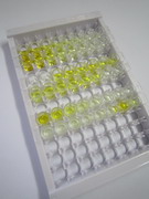 泛素结合酶E2C结合蛋白E2I(UBE2I)检测试剂盒(酶联免疫吸附试验法)