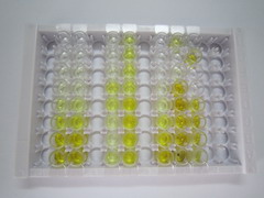 周期素依赖性激酶16(CDK16)检测试剂盒(酶联免疫吸附试验法)
