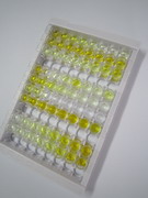 受体相互作用丝氨酸苏氨酸激酶1(RIPK1)检测试剂盒(酶联免疫吸附试验法)