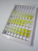 FK506结合蛋白1A(FKBP1A)检测试剂盒(酶联免疫吸附试验法)