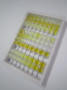 细胞分裂周期因子25(CDC25)检测试剂盒(酶联免疫吸附试验法)