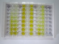 鞘氨醇1磷酸酯受体2(S1PR2)检测试剂盒(酶联免疫吸附试验法)