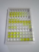 微管蛋白β3(TUBb3)检测试剂盒(酶联免疫吸附试验法)