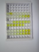 前折叠蛋白亚基5(PFDN5)检测试剂盒(酶联免疫吸附试验法)