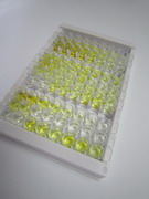 亲核素α2(KPNa2)检测试剂盒(酶联免疫吸附试验法)