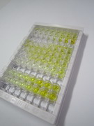 干扰素γ诱导蛋白30(IFI30)检测试剂盒(酶联免疫吸附试验法)
