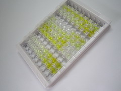 AMPA离子能谷氨酸受体1(GRIA1)检测试剂盒(酶联免疫吸附试验法)