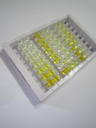 AMPA离子能谷氨酸受体2(GRIA2)检测试剂盒(酶联免疫吸附试验法)