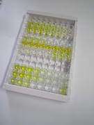 N-甲基-D-天氡氨酸离子能谷氨酸受体1(GRIN1)检测试剂盒(酶联免疫吸附试验法)