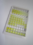 N-甲基-D-天氡氨酸离子能谷氨酸受体1(GRIN1)检测试剂盒(酶联免疫吸附试验法)