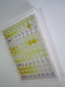 N-甲基-D-天氡氨酸離子能谷氨酸受體2A(GRIN2A)檢測試劑盒(酶聯(lián)免疫吸附試驗(yàn)法)