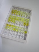 N-甲基-D-天氡氨酸離子能谷氨酸受體2A(GRIN2A)檢測試劑盒(酶聯(lián)免疫吸附試驗(yàn)法)