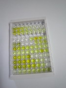 N-甲基-D-天氡氨酸离子能谷氨酸受体2A(GRIN2A)检测试剂盒(酶联免疫吸附试验法)