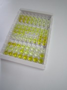 N-甲基-D-天氡氨酸离子能谷氨酸受体2B(GRIN2B)检测试剂盒(酶联免疫吸附试验法)