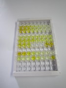 白介素1ε(IL1e)检测试剂盒(酶联免疫吸附试验法)