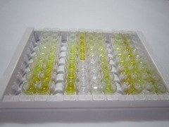 补体成分1q子成分样蛋白1(C1qL1)检测试剂盒(酶联免疫吸附试验法)