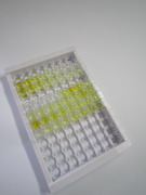 分拣连接蛋白17(SNX17)检测试剂盒(酶联免疫吸附试验法)