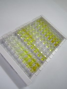 组蛋白脱乙酰基酶6(HDAC6)检测试剂盒(酶联免疫吸附试验法)