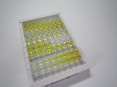 沉默调节蛋白1(SIRT1)检测试剂盒(酶联免疫吸附试验法)