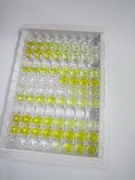 沉默调节蛋白6(SIRT6)检测试剂盒(酶联免疫吸附试验法)