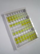 沉默调节蛋白6(SIRT6)检测试剂盒(酶联免疫吸附试验法)
