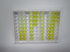 真核翻译延伸因子1α1(EEF1a1)检测试剂盒(酶联免疫吸附试验法)