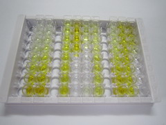 核糖体蛋白L6(RPL6)检测试剂盒(酶联免疫吸附试验法)