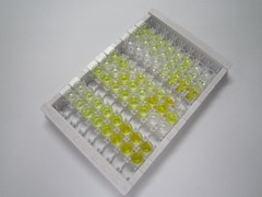 17-β-羟基类固醇脱氢酶1(HSD17b1)检测试剂盒(酶联免疫吸附试验法)