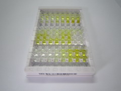 岩藻糖基转移酶2(FUT2)检测试剂盒(酶联免疫吸附试验法)