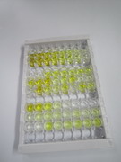 外核苷酸焦磷酸酶/磷酸二酯酶1(ENPP1)检测试剂盒(酶联免疫吸附试验法)