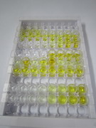 封闭蛋白5(CLDN5)检测试剂盒(酶联免疫吸附试验法)