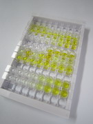 封闭蛋白5(CLDN5)检测试剂盒(酶联免疫吸附试验法)