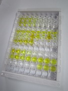 羧肽酶A4(CPA4)检测试剂盒(酶联免疫吸附试验法)