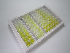 半胱氨酸丰富分泌蛋白2(CRISP2)检测试剂盒(酶联免疫吸附试验法)