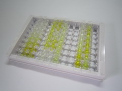 晶状体蛋白βB2(CRYbB2)检测试剂盒(酶联免疫吸附试验法)