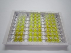 脂肪酸去飽和酶2(FADS2)檢測(cè)試劑盒(酶聯(lián)免疫吸附試驗(yàn)法)