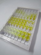 脂筏特征蛋白1(FLOT1)檢測試劑盒(酶聯(lián)免疫吸附試驗法)